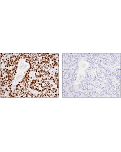 Cell Signaling Mouse (E1d5h) mAb Igg3 Isotype Control