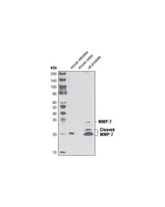 Cell Signaling Mmp-7 (D4h5) Xp Rabbit mAb