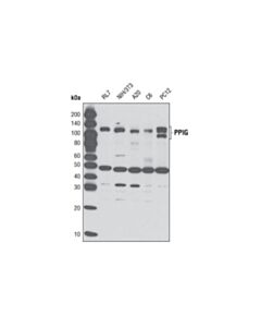 Cell Signaling Ppig Antibody