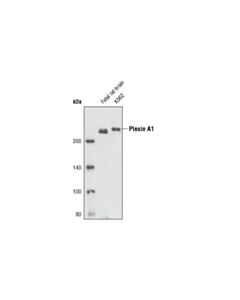 Cell Signaling Plexin A1 Antibody