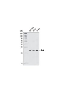 Cell Signaling Bak Antibody