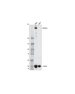 Cell Signaling DNA-PKcs (E6U3A) Rabbit mAb 20 uL