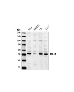 Cell Signaling Mst4 Antibody