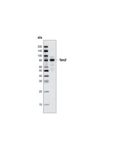 Cell Signaling Torc2/Crtc2 Antibody