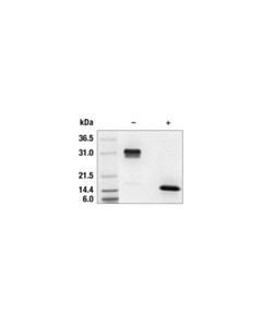 Cell Signaling Human VEGF-121 Recombinant Protein 10 ug