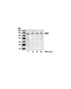 Cell Signaling Pld1 Antibody
