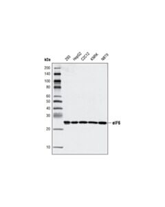 Cell Signaling Eif6 (D16e9) Xp Rabbit mAb