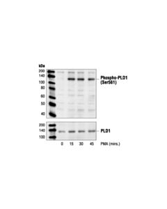 Cell Signaling Phospho-Pld1 (Ser561) Antibody