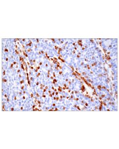 Cell Signaling Cd43 (Mt1) Mouse mAb