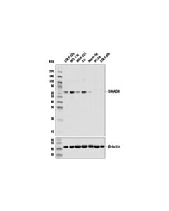 Cell Signaling Smad4 (D3m6u) Rabbit mAb