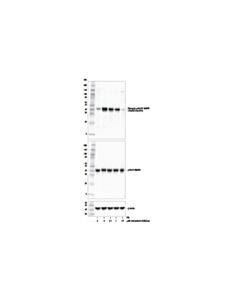 Cell Signaling Selumetinib (Azd6244)