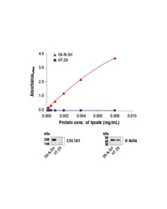 Cell Signaling FastScan™ COL1A1 ELISA Kit