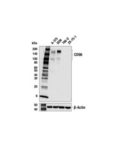 Cell Signaling CD96 (F2I1M) Rabbit mAb