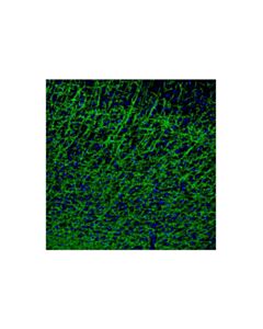 Cell Signaling Myelin Basic Protein (D8X4Q) XP ® Mouse Chimeric mAb