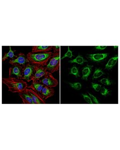 Cell Signaling Calnexin (C5c9) Rabbit mAb (Alexa Fluor 488 Conjugate)