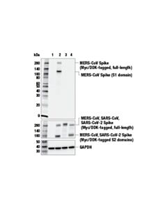 Cell Signaling MERS-CoV Spike Protein (E9P2L) Mouse mAb 20 uL
