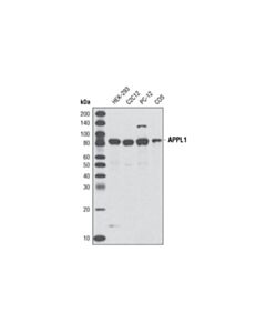 Cell Signaling Appl1 (D83h4) Xp Rabbit mAb