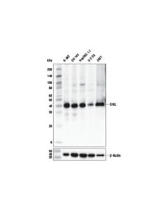 Cell Signaling CrkL (D4G7G) Rabbit mAb 20 uL