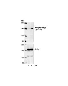 Cell Signaling Phospho-Plcgamma2 (Tyr1217) Antibody