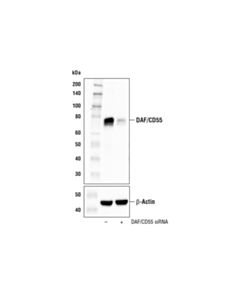 Cell Signaling DAF/CD55 (E4G4T) Rabbit mAb 20 uL