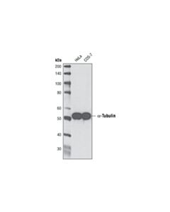 Cell Signaling Alpha-Tubulin (Dm1a) Mouse mAb
