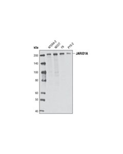 Cell Signaling Jarid1a (D28b10) Rabbit mAb