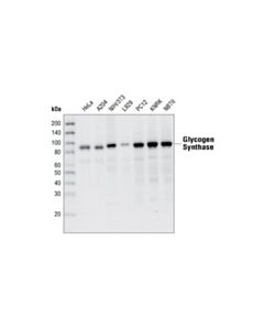 Cell Signaling Glycogen Synthase (15b1) Rabbit mAb