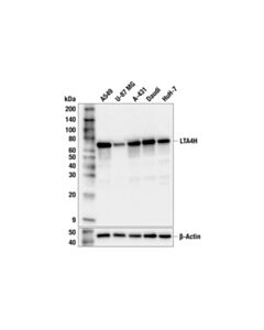 Cell Signaling LTA4H (F9F5O) Rabbit mAb; 20 µl