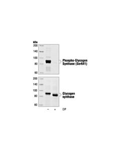 Cell Signaling Phospho-Glycogen Synthase (Ser641) Antibody
