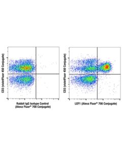 Cell Signaling LEF1 (C12A5) Rabbit mAb (Alexa Fluor 700 Conjugate)