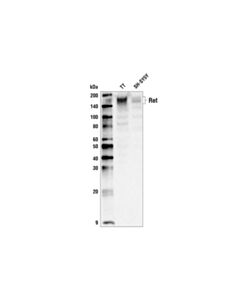 Cell Signaling Ret (C31b4) Rabbit mAb (Biotinylated)