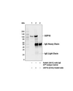 Cell Signaling Rabbit (Da1e) mAb Igg Xp Isotype Control