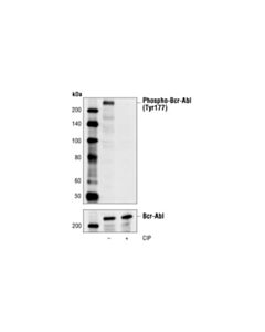 Cell Signaling Phospho-Bcr (Tyr177) Antibody