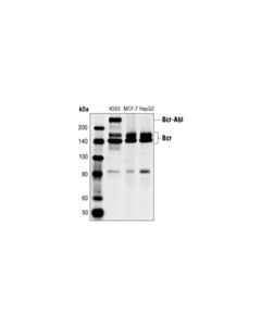 Cell Signaling Bcr Antibody