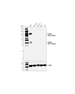 Cell Signaling VCAM-1 (D8U5V) Rabbit mAb 20 uL