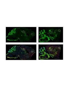 Cell Signaling CD44 (IM7) Rat mAb