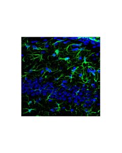 Cell Signaling Goat Anti-Feline IgG, Fc Fragment Antibody (FITC Conjugate)