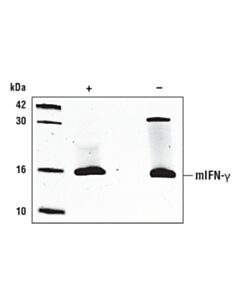 Cell Signaling Mouse Interferon-Gamma (Mifn-Gamma)
