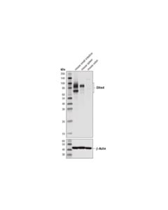 Cell Signaling Olfm4 (D6y5a) Xp Rabbit mAb (Mouse Specific)
