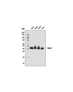 Cell Signaling Bmi1 (D20B7) XP ® Rabbit mAb (BSA and Azide Free)