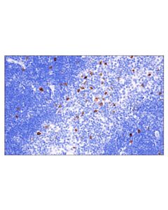 Cell Signaling Klrb1c/Cd161c (E6y9g) Rabbit mAb