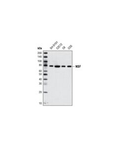 Cell Signaling NSF (D31C7) XP Rabbit mAb 20 uL
