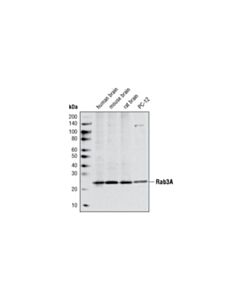 Cell Signaling Rab3a Antibody