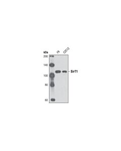 Cell Signaling SirT1 (D60E1) Rabbit mAb 20 uL