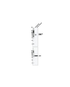 Cell Signaling Phospho-Tau (Ser202) (D4H7E) Rabbit mAb 20 uL