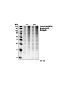 Cell Signaling Ubiquitin (P4d1) Mouse mAb