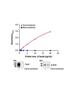 Cell Signaling Pathscan Total Tyro3 Sandwich ELISA Kit