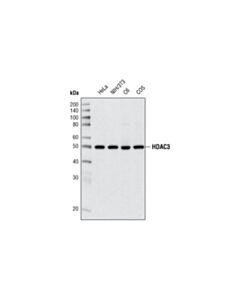 Cell Signaling Hdac3 (7g6c5) Mouse mAb