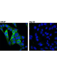 Cell Signaling Phosphoplus Pfkfb2 (Ser483) Antibody Duet