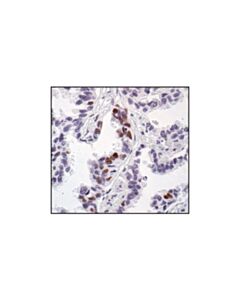 Cell Signaling Phospho-Creb (Ser133) (87g3) Rabbit mAb (BSA And Azide Free)
